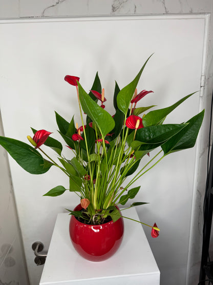 Rode anthurium met de pot