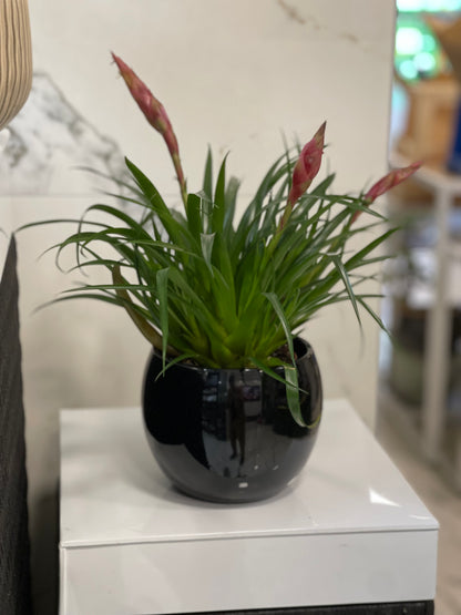 Bromelia plant met pot