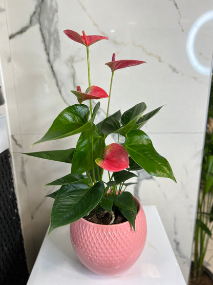 Anthurium