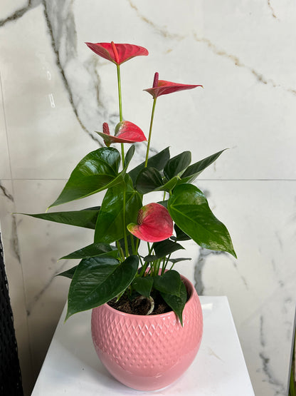 Anthurium