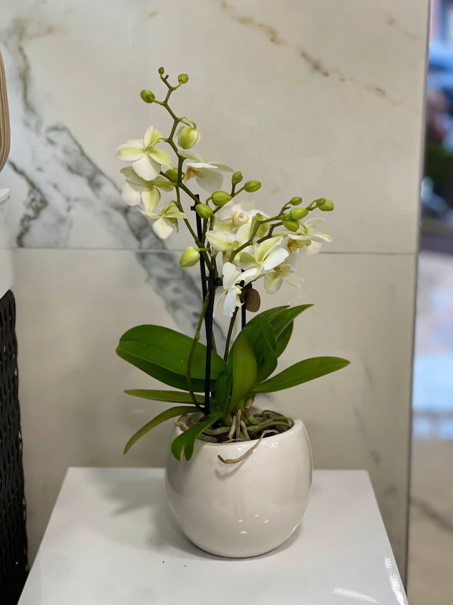 Kleine witte orchidee met pot