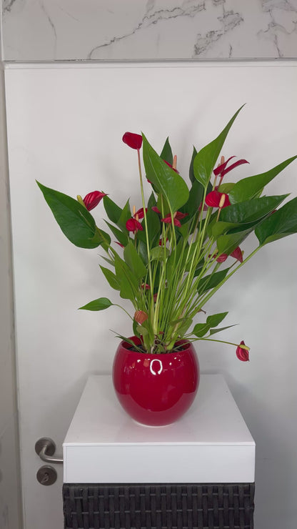 Rode anthurium met de pot